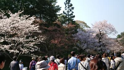 皇居乾通りの桜、千鳥ヶ淵の桜　２０１８年