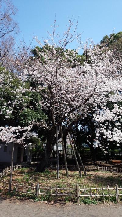 心の安らぎお散歩（2018年　杉並区　善福寺公園をお散歩 リベンジ　Part1）