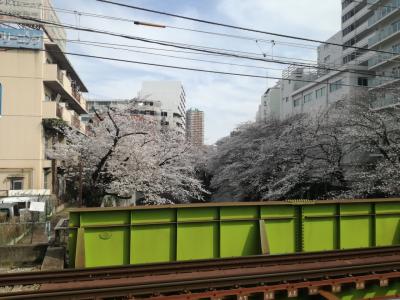 神田川の桜