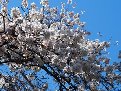やまきた桜祭り　御殿場線　ソメイヨシノ約130本の桜のトンネルが素敵(#^.^#)