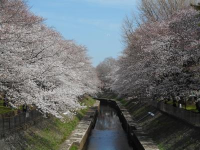 ２０１８年　桜観賞②