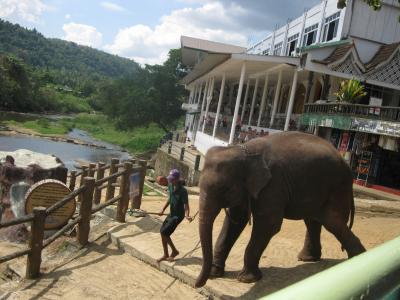 おばさん女子旅　ＩＮ　スリランカ　３