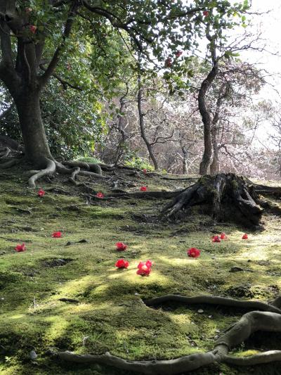 2018早春の京都・伏見  椿と京フレンチを堪能する大人の旅 