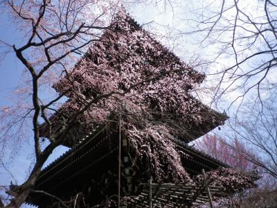 京の春爛漫　真如堂・京都御苑　２０１８