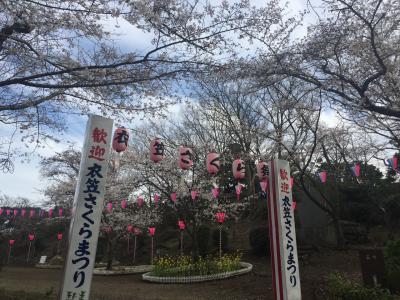 衣笠山へ桜を見に。メロンパンをトビに持っていかれた！