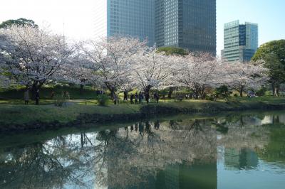 見頃前だろうが満開過ぎだろうがSundays only(泣) 都営まるごときっぷでお花見 in 旧芝離宮