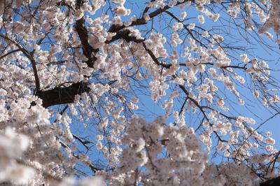 弥生３月花暦　梅から桜まで♪