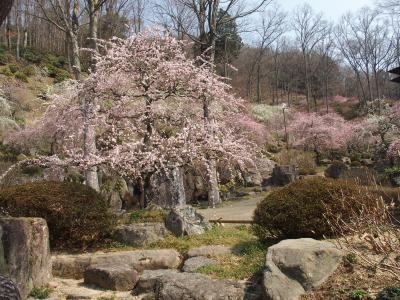 伊賀・木の館豊寿庵しだれ梅まつり2018