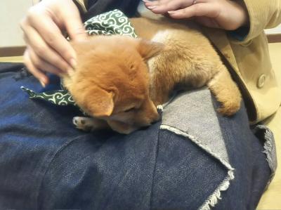 18年3月吉本三昧＠京都＆大阪