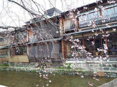 京都桜便り～２０１８．３月中旬～