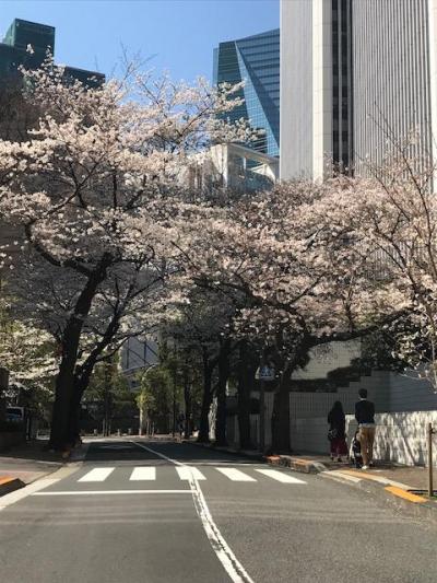 今年のお花見は