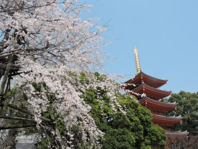 博多旧市街と桜並木をめぐるウォーク