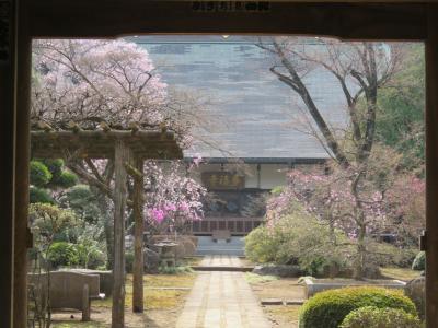 久しぶりに桜の多福寺を訪問する