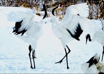 吹雪から始まる道東の旅３日目