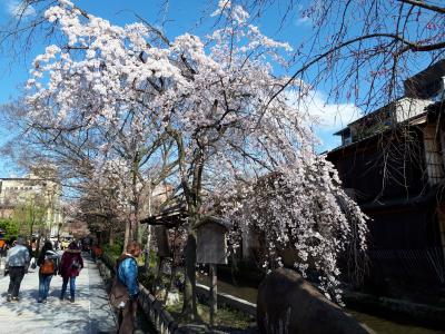 京都桜便り～２０１８．３月下旬～　１日目