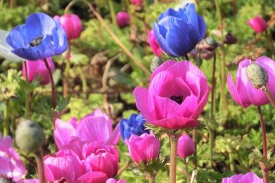 春の陽気に誘われて、気の向くままに都内をお散歩♪