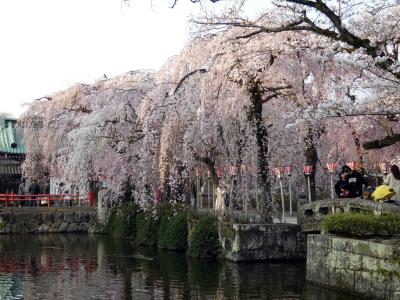 ０１．三嶋大社の桜は７～8部咲き　三島プラザホテルのSAKURAディナー　３月２６日