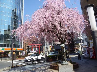 八王子の桜＋α 2018/03/25-26