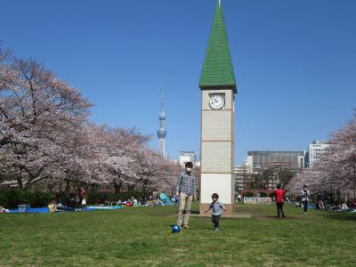 桜が満開の横十間川親水公園の周辺散策