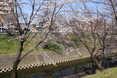 ムリョー*招待バスツアーで*岐阜へ【百十郎桜・護国神社(鵜飼桜)・花伊吹・ファクトリー岐阜・ごまの郷・カリトロ】