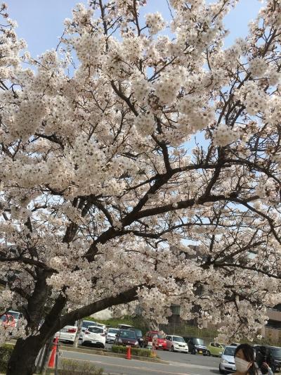 もう満開？の刈谷、亀城公園。