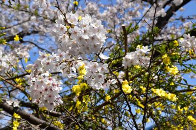 武蔵小杉界隈の桜と花桃散歩 2018（川崎）