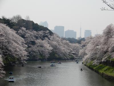桜満開の東京散歩　千鳥ヶ淵、靖国神社、飛鳥山公園