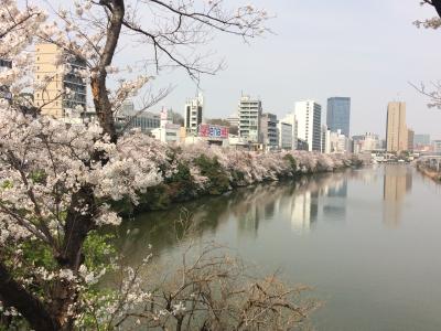 防衛省から外堀公園の市ヶ谷界隈を満開の桜を見ながら散歩しました／普段の街はネズミ色なのに淡紅色に染まっていました