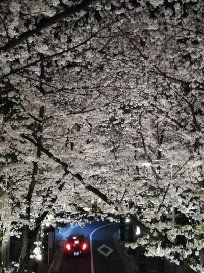 溜池山王13番出口からすぐ　桜坂の桜