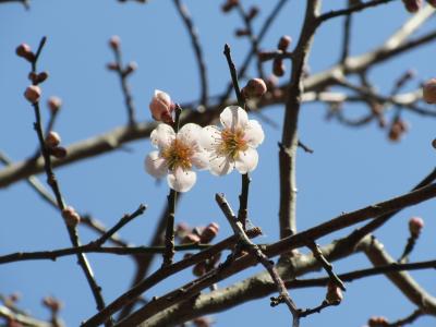 洛西の奥座敷・湯の花温泉2連泊を満喫しました(２)