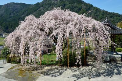 真浄寺の枝垂れ桜2018