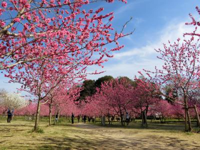 有休消化で日帰り宇都宮×古河【2】春爛漫★古河桃まつり編