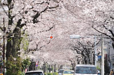 北千住柳原の桜並木