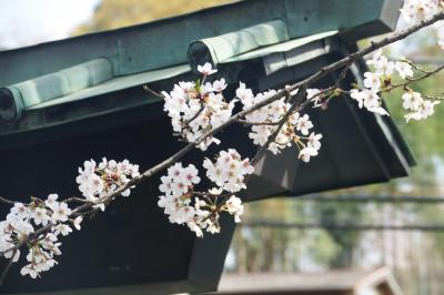 春爛漫の桜を愛でる ー 町田とその近郊を歩く