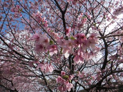 桜を求めて、伊豆へドライブ旅行・・・のはずが、帰りに大惨事！電車で帰った伊豆旅行（泣）