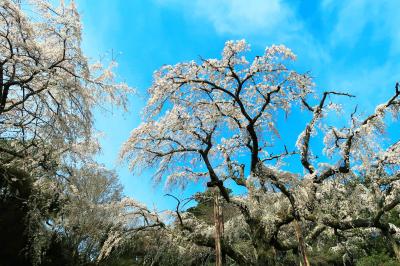 小田原へ日帰り旅～長興山のしだれ桜と石垣山一夜城ハイキング