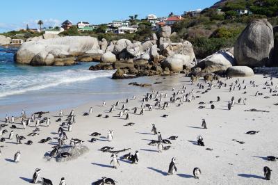 南アフリカ3週間　ドライブ旅行記　５　土曜日開催のネイバ－ズマーケットとペンギン達に会いに
