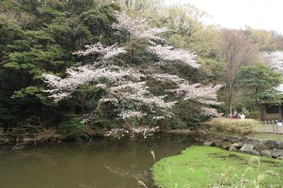 鎌倉中央公園－2018年春