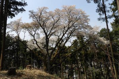六国見山森林公園の夫婦桜は大島桜