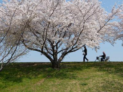 ２０１８ 赤羽　荒川の桜たち　今年も綺麗な花を咲かせてくれました　下