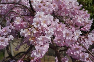 満開の桜を