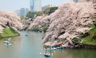 千鳥ヶ淵と皇居乾通り一般公開でお花見♪2018（Chidorigafuchi）