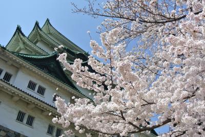 桜満開の名古屋城へ