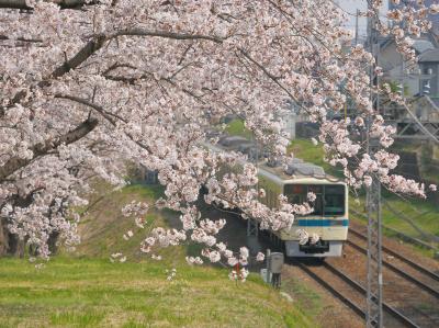 小田急線と桜、小田急線と葉の花。小田急線三昧の一日。