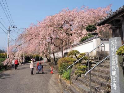 徳島－明王寺の枝垂れ桜ー