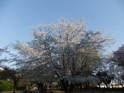 小動物中心の動物園(ゆめぎがさき)と18年3月の満開のさくら