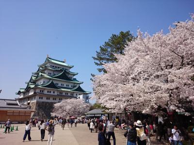 桜満開♪見納めの名古屋城