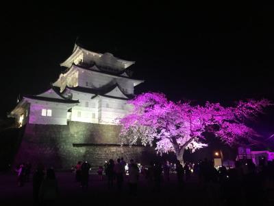 桜が満開！春を満喫！小田原城址公園でお花見と城下町ぶらぶら散歩