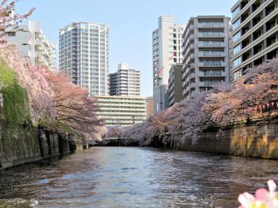 桜さくら  都内お花見スポットへ遊びに行こう！（・ω・）/♪