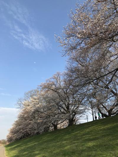 2018年3月　京都に桜シーズンがやって来た！平野神社～淀川河川公園背割堤地区の桜　後編 可愛いあの子にも会えました。